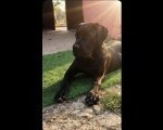 Cane Corso mlad pas